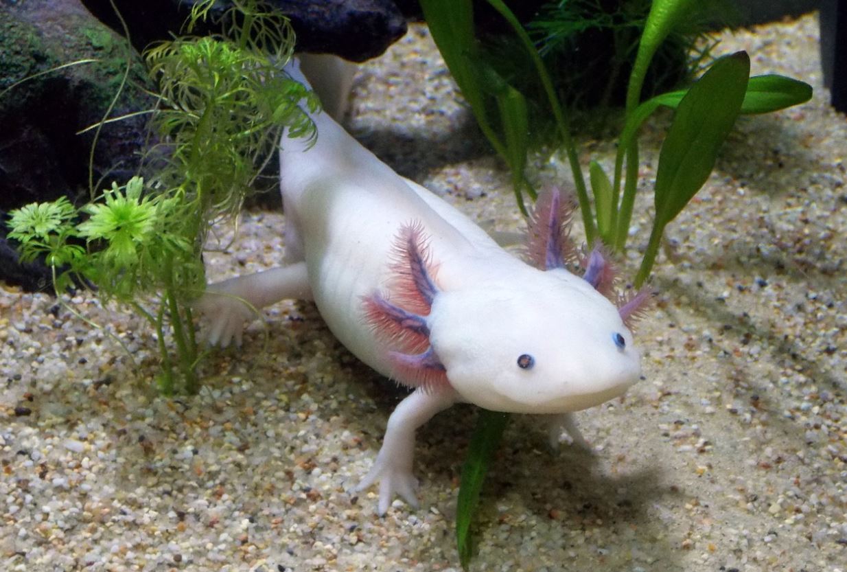 Axolotl