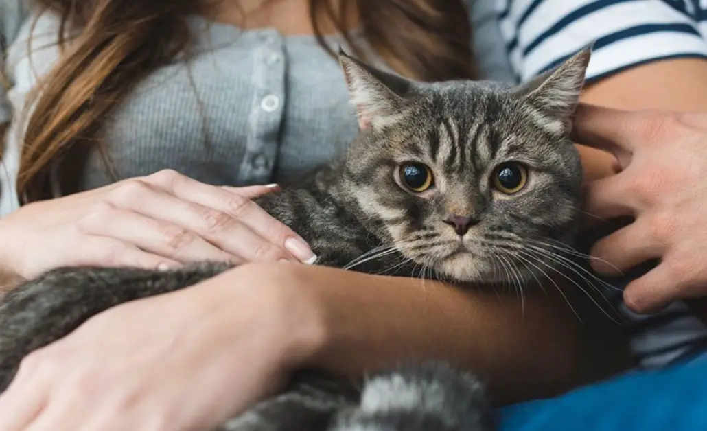 CBD For Cats