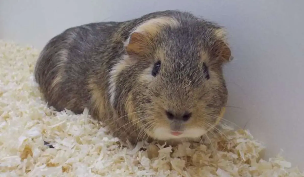 CBD For Guinea Pigs 2