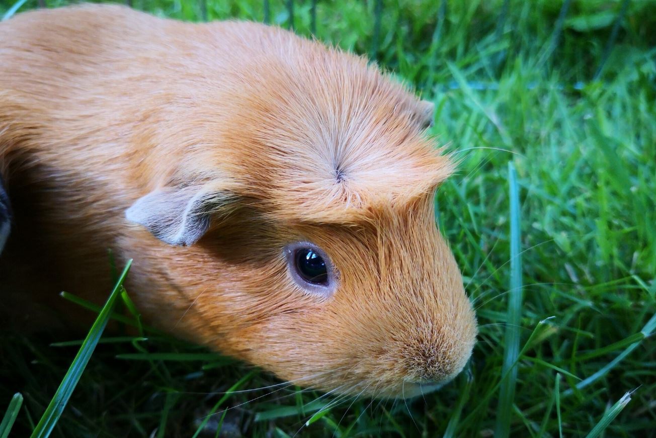 CBD For Guinea Pigs 3