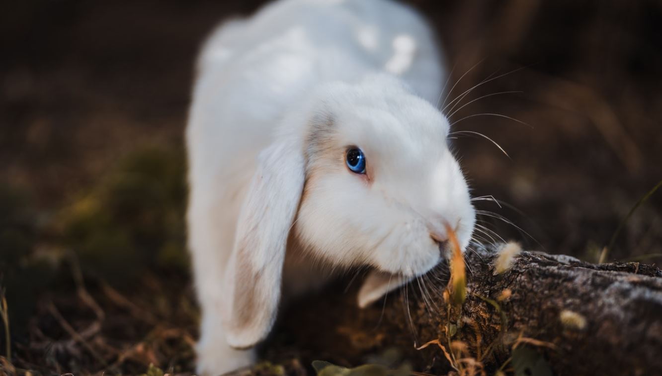 CBD For Rabbits