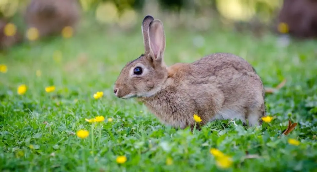 CBD For Rabbits