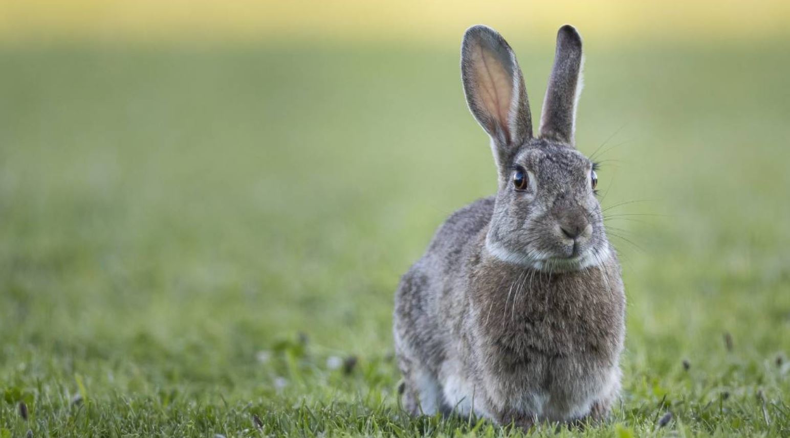 CBD For Rabbits 2