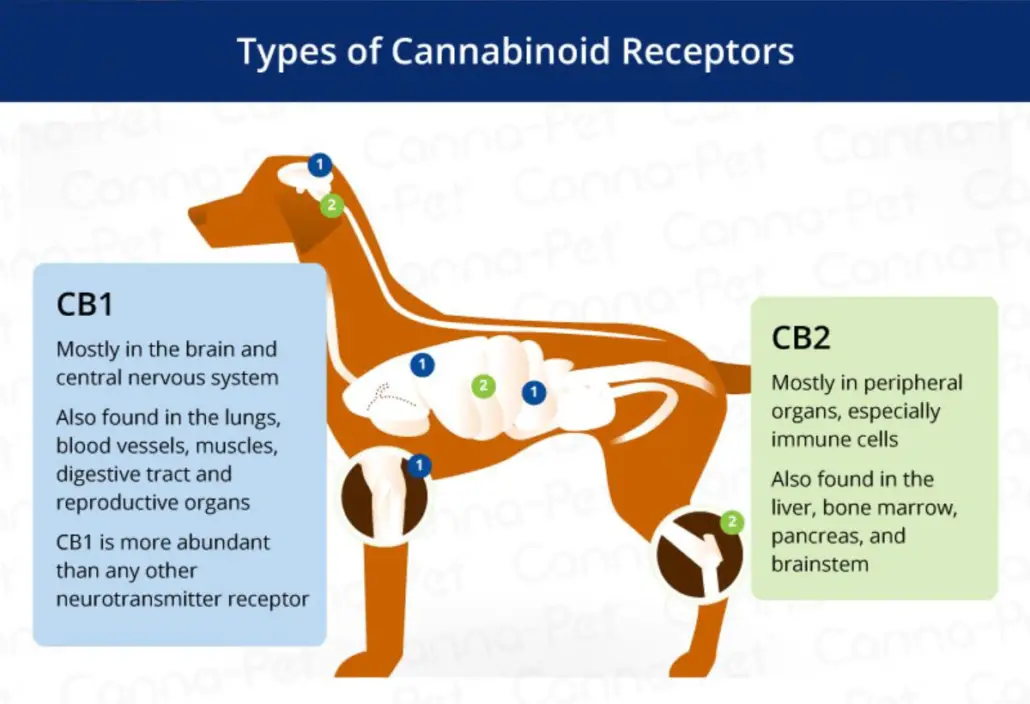 Endocannabinoid system in Dogs