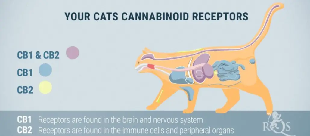 Cats Cannabinoid Receptors