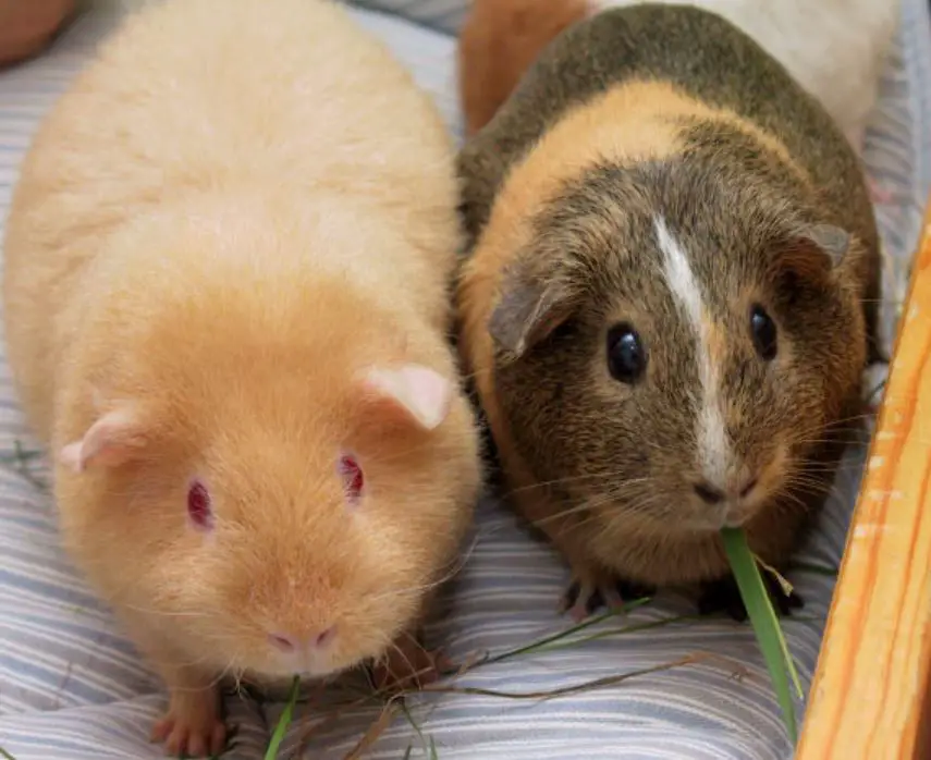 Guinea Pigs 1