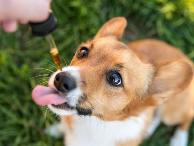 cbd for dogs 1