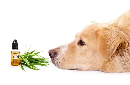 cbd for dogs 5