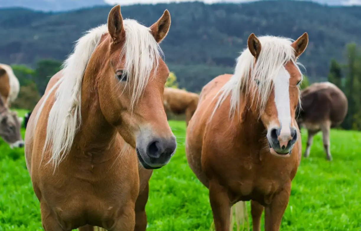 Horses With CBD