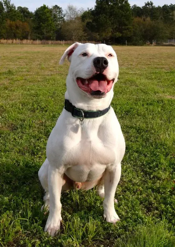 American Bulldog 2