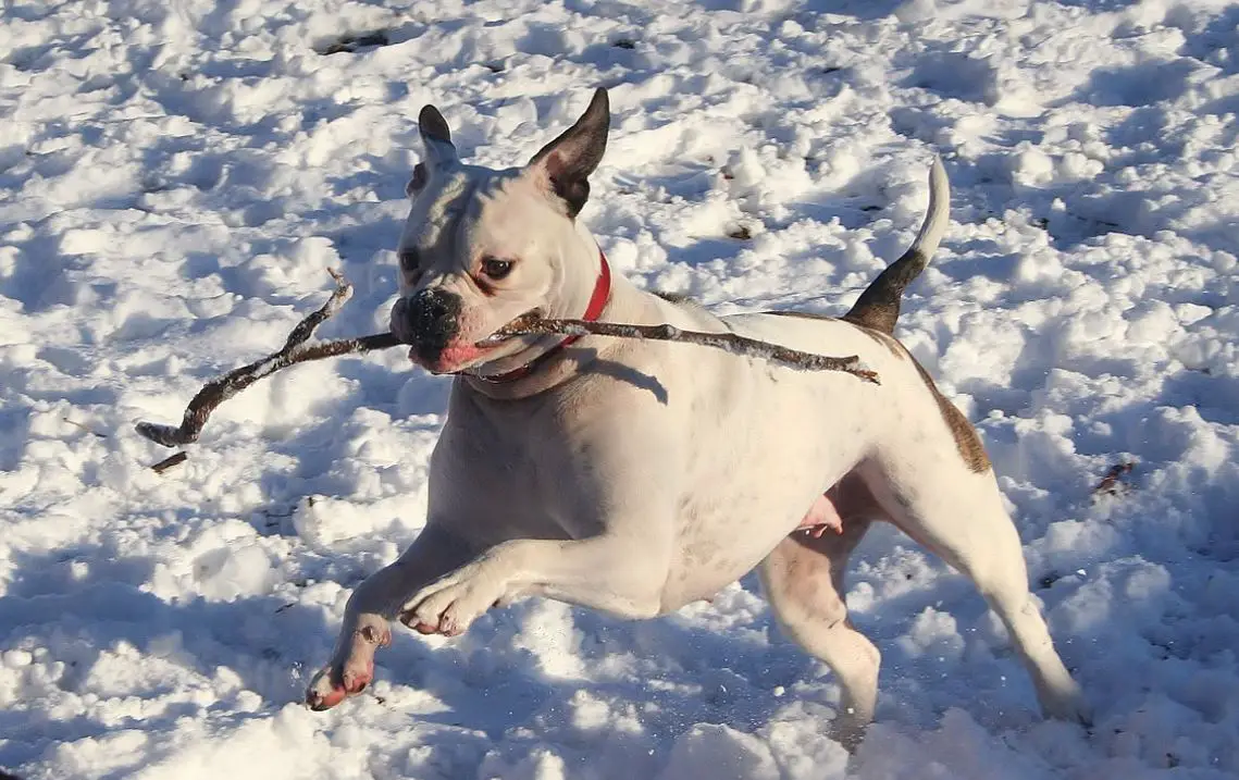 can i shave american bulldog to reduce shedding