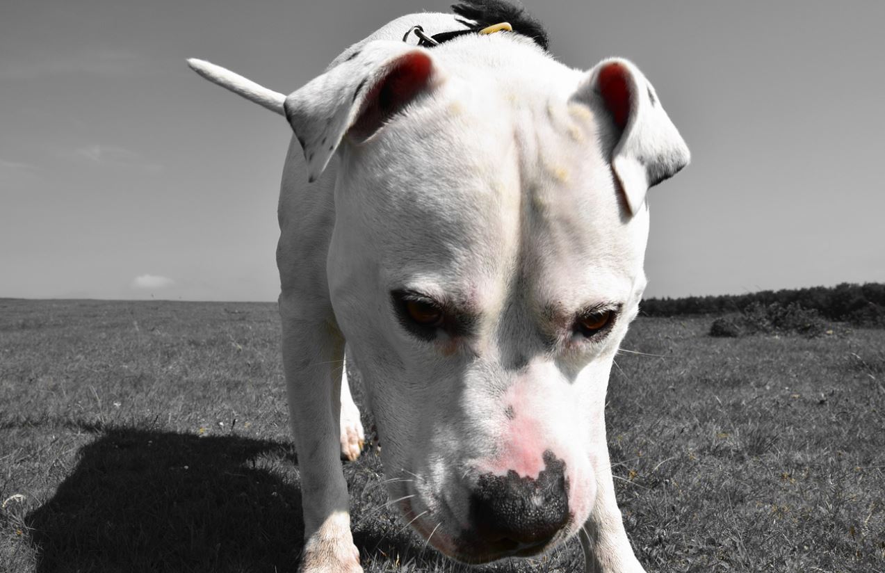 American Bulldog