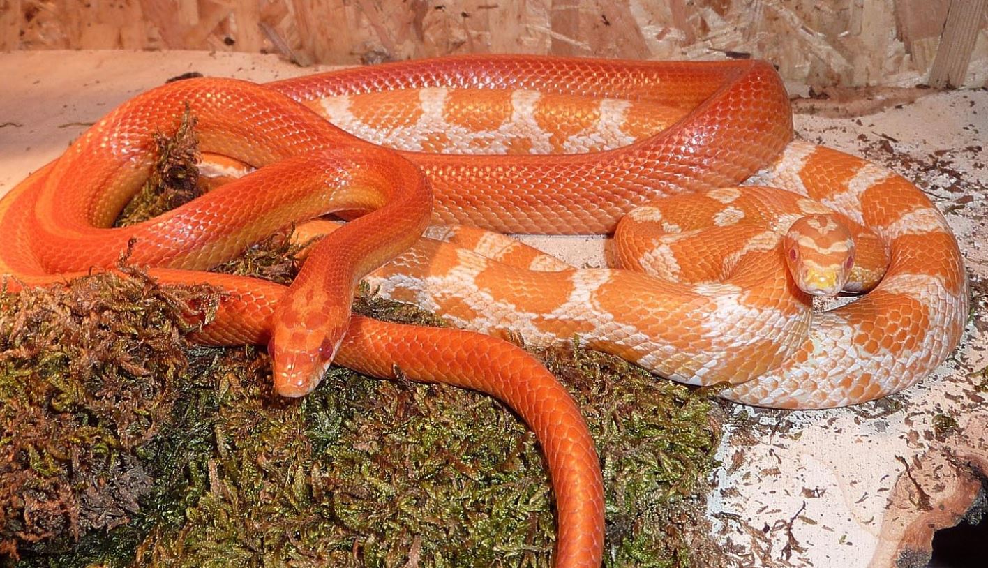 Corn Snake Colors