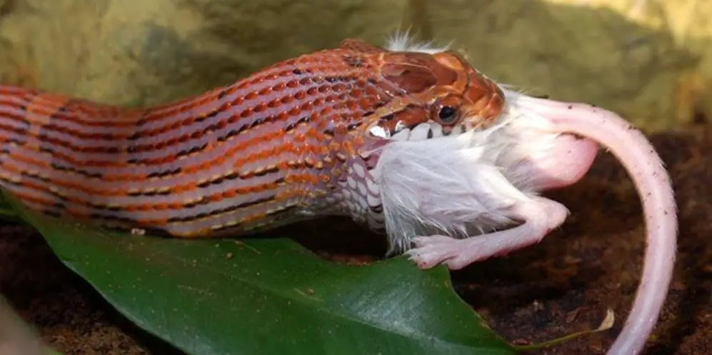 Corn Snakes