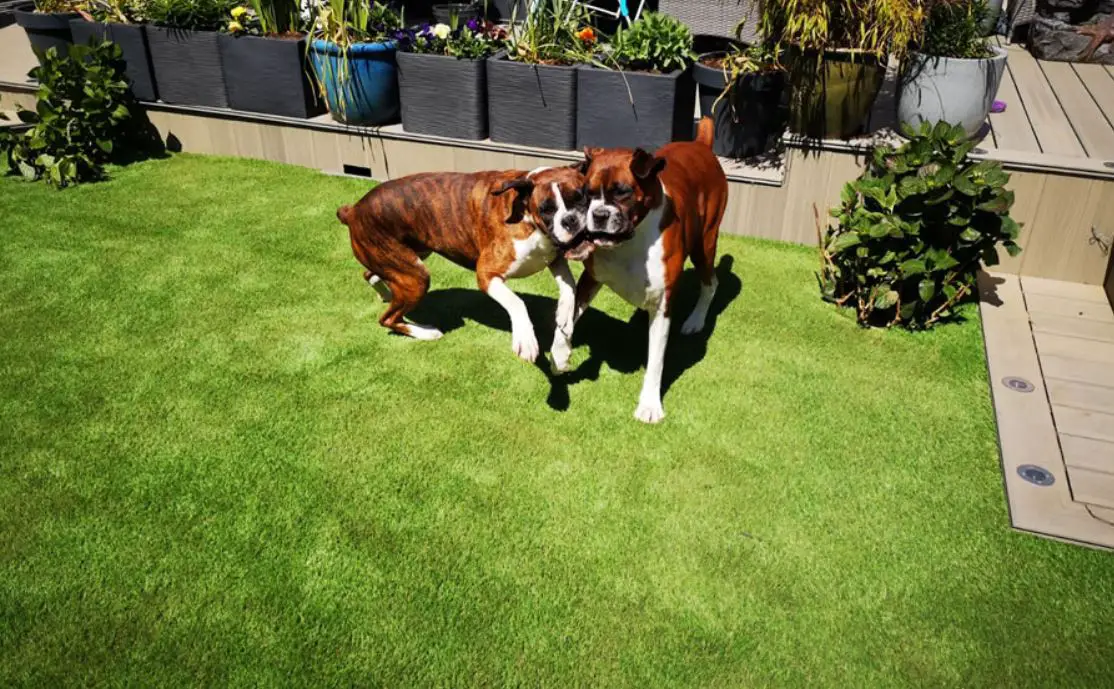 Artificial Grass For Dogs