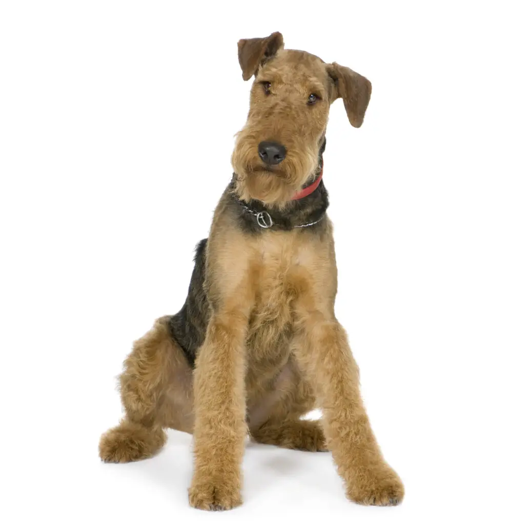 are airedales good guard dogs