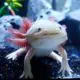 Axolotl Pictures