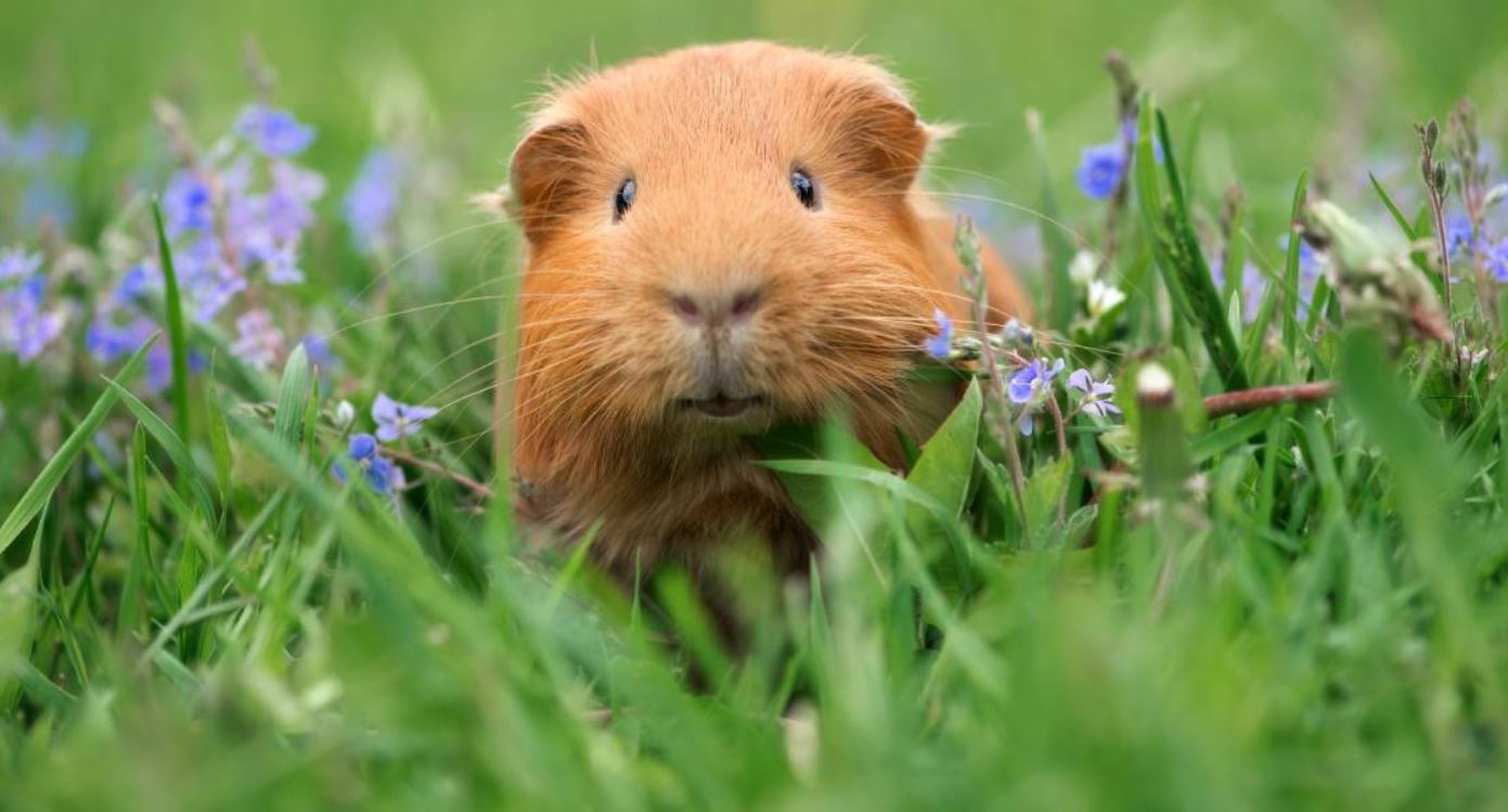 CBD For Guinea Pigs