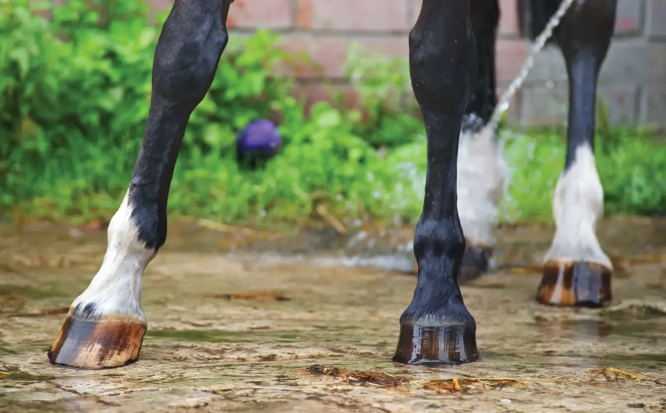 Horses With Arthritis