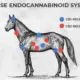 Horse Endocannabinoid Sytems