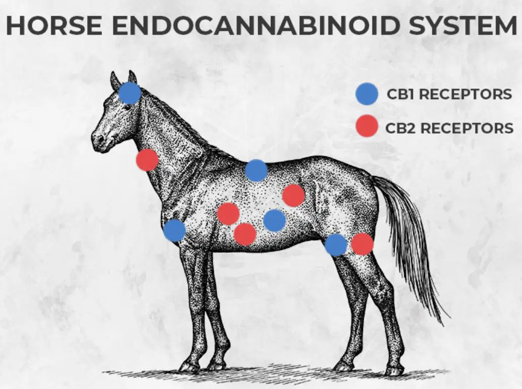 Horse Endocannabinoid Sytems