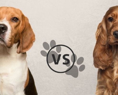Beagle vs. Cocker Spaniel