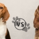 Beagle vs. Cocker Spaniel