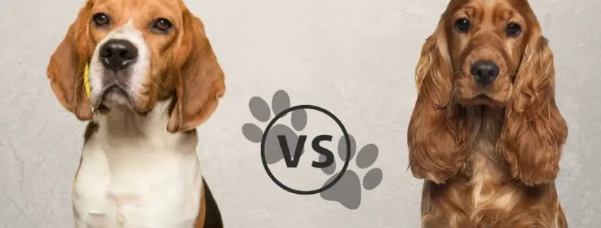 Beagle vs. Cocker Spaniel